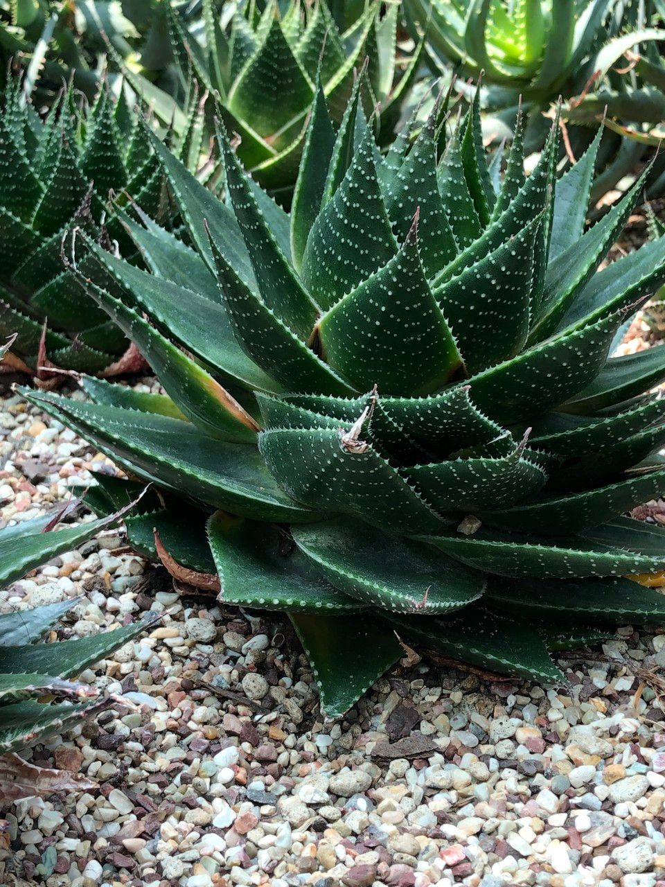 Aristaloe aristata cv. 'Cosmo' habit