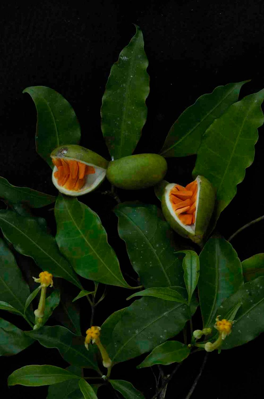 Tabernaemontana flavicans fruit