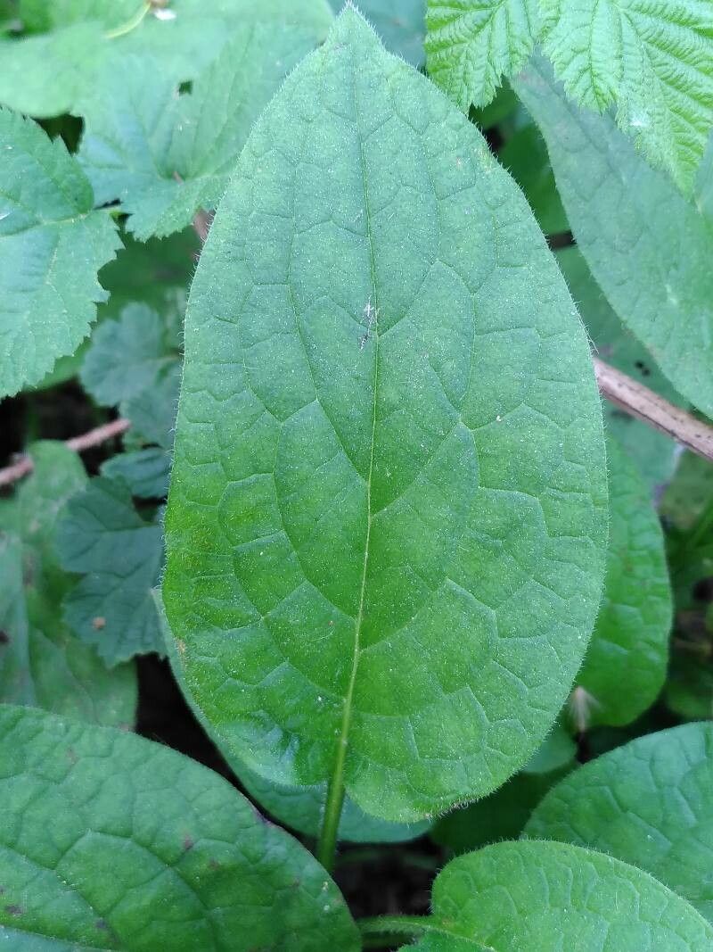 Symphytum bulbosum leaf