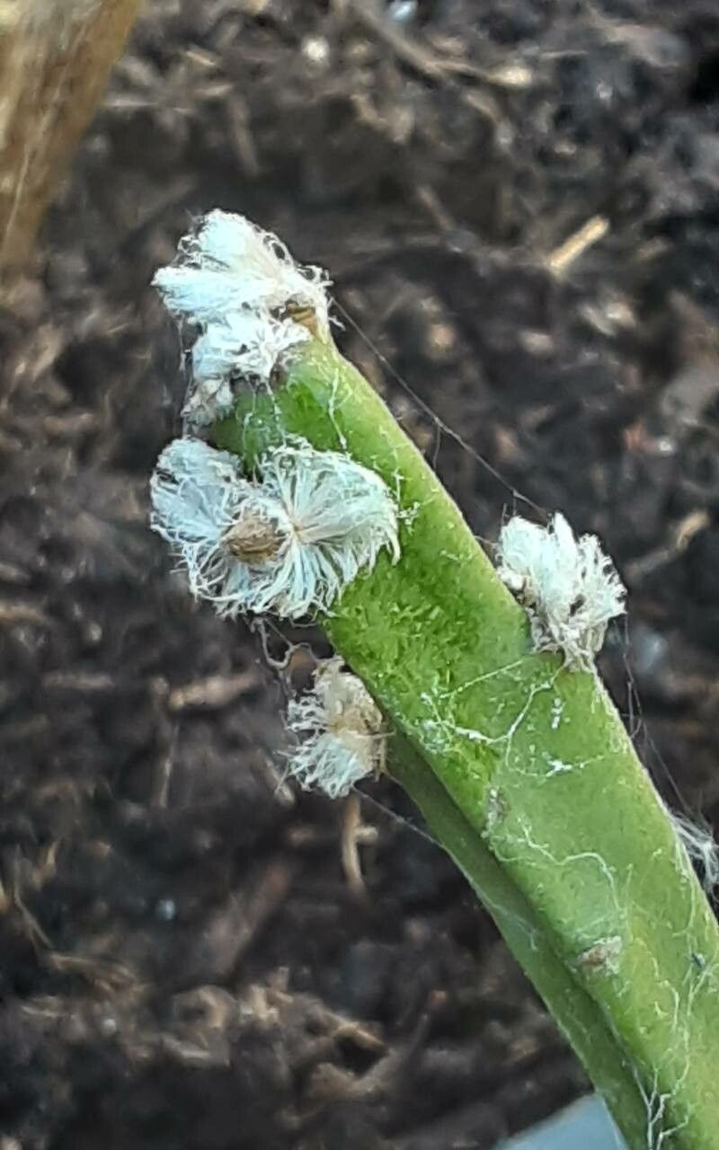 Rhipsalis dissimilis fruit