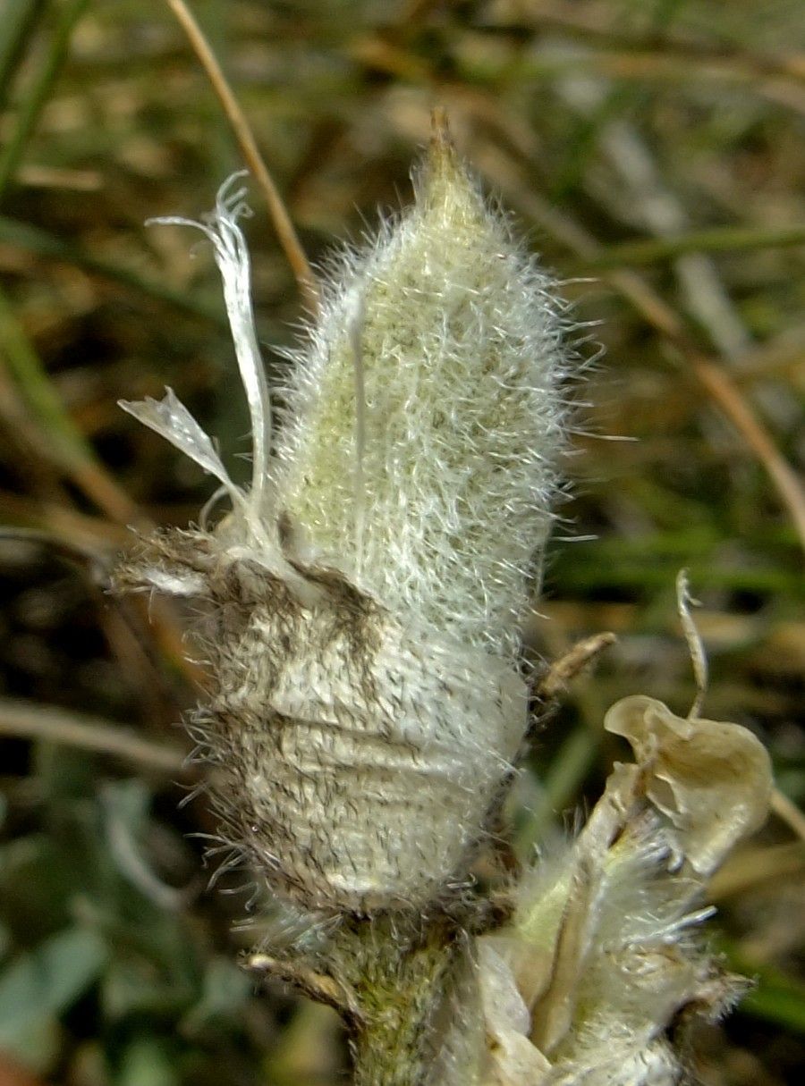 Astragalus vesicarius fruit