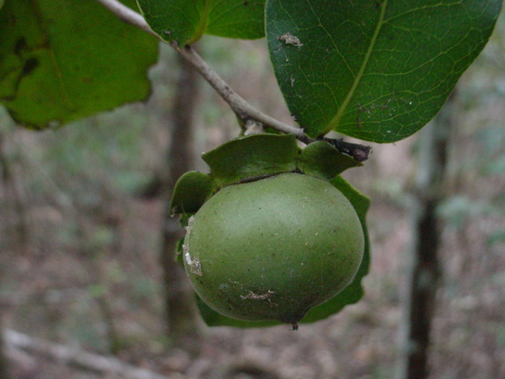 Diospyros samoensis fruit
