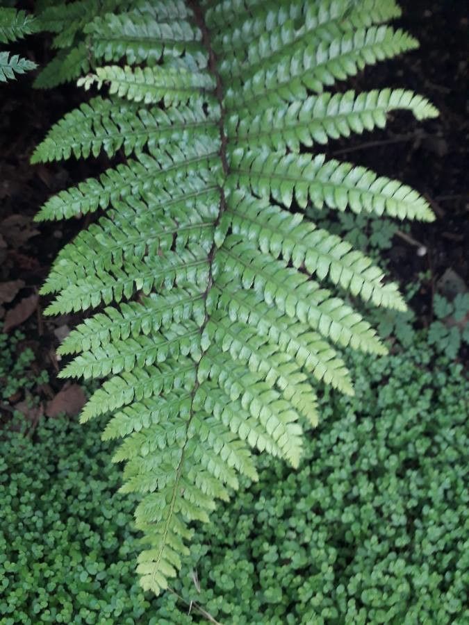 Athyrium vidalii — houseplant care guide