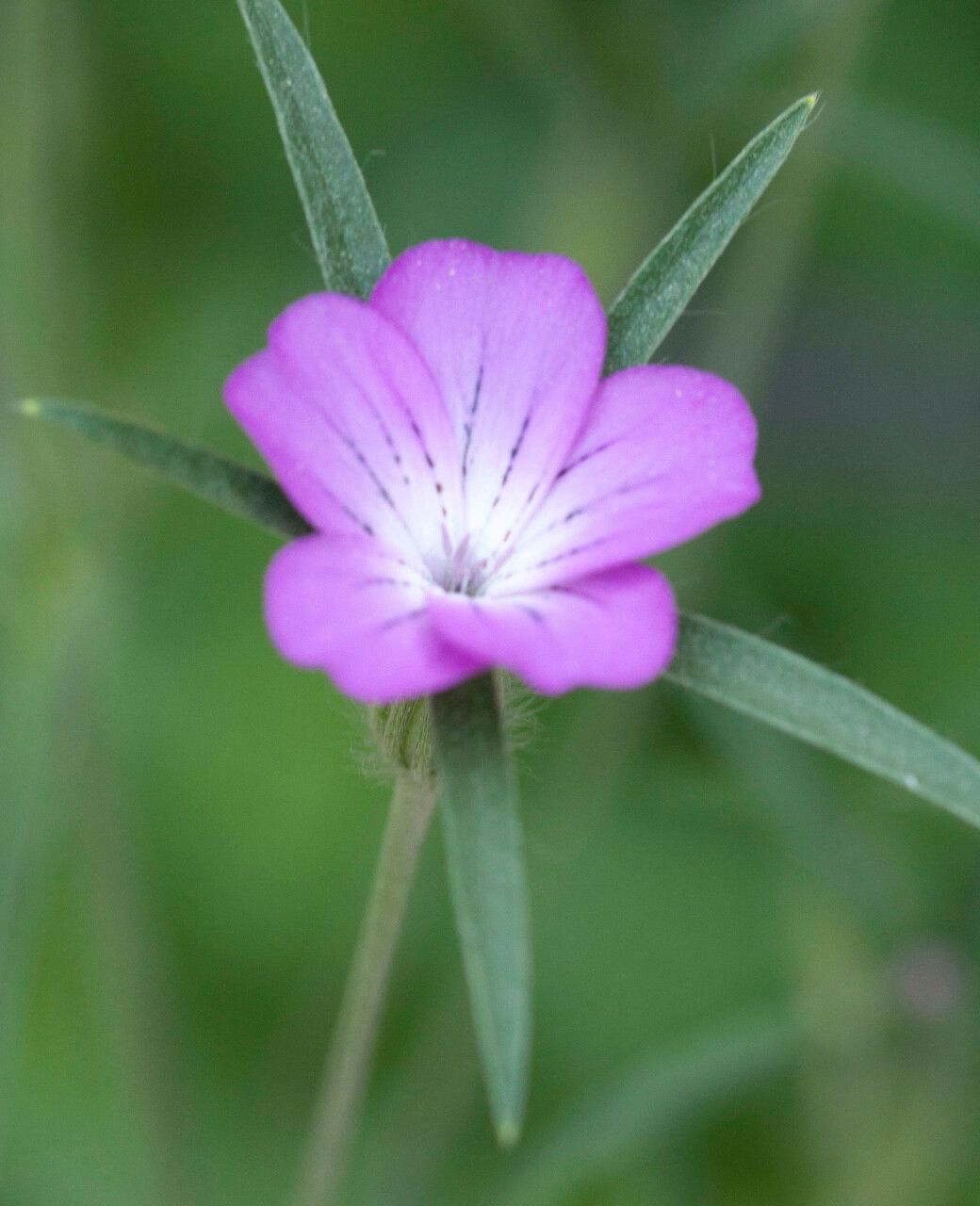 Agrostemma githago flower