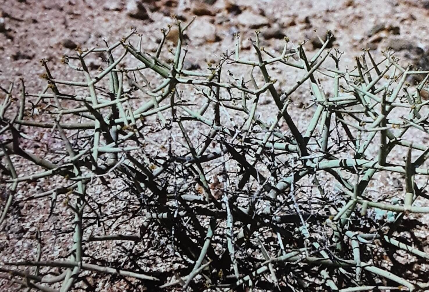 Euphorbia rhombifolia habit