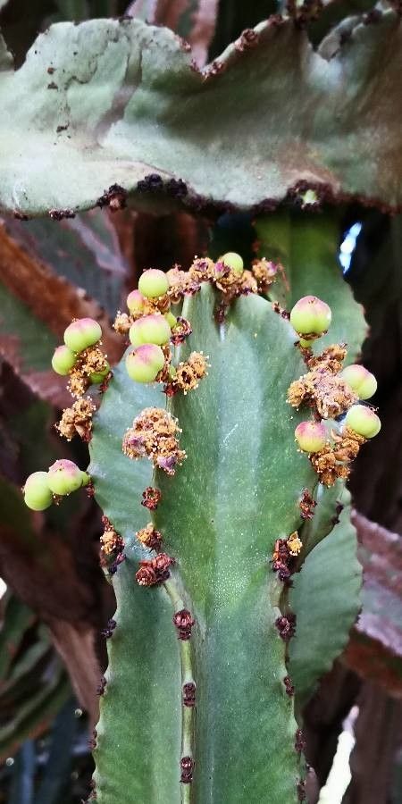 Euphorbia candelabrum fruit