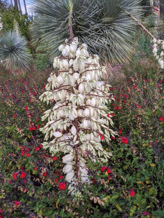 Yucca thompsoniana flower