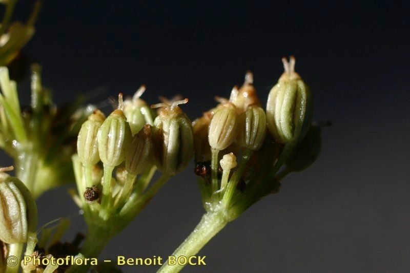 Selinum broteroi fruit