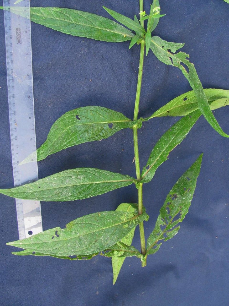 Polyanthina nemorosa other