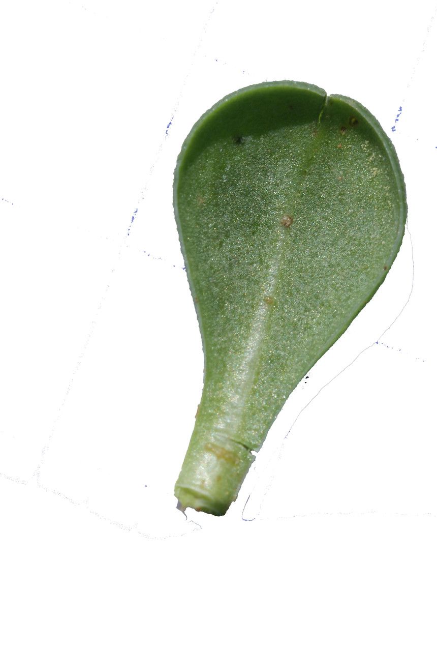 Limonium artruchium — houseplant care guide