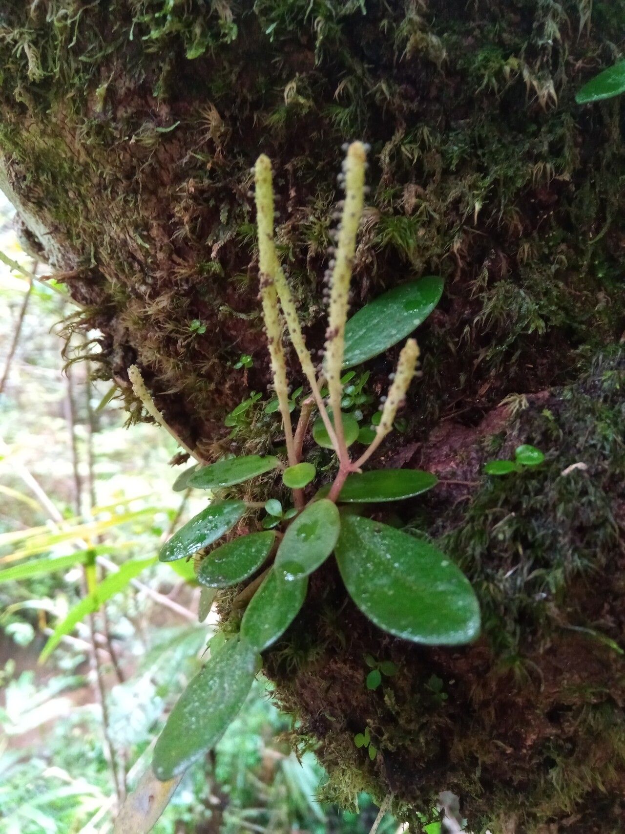 Peperomia trichophylla habit