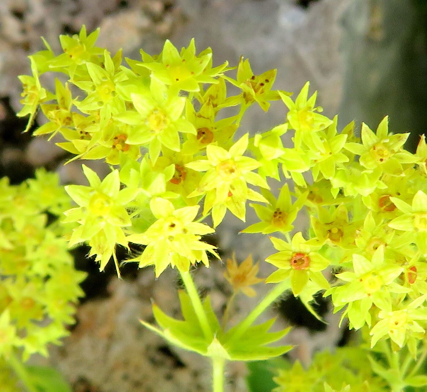 Alchemilla speciosa — houseplant care guide