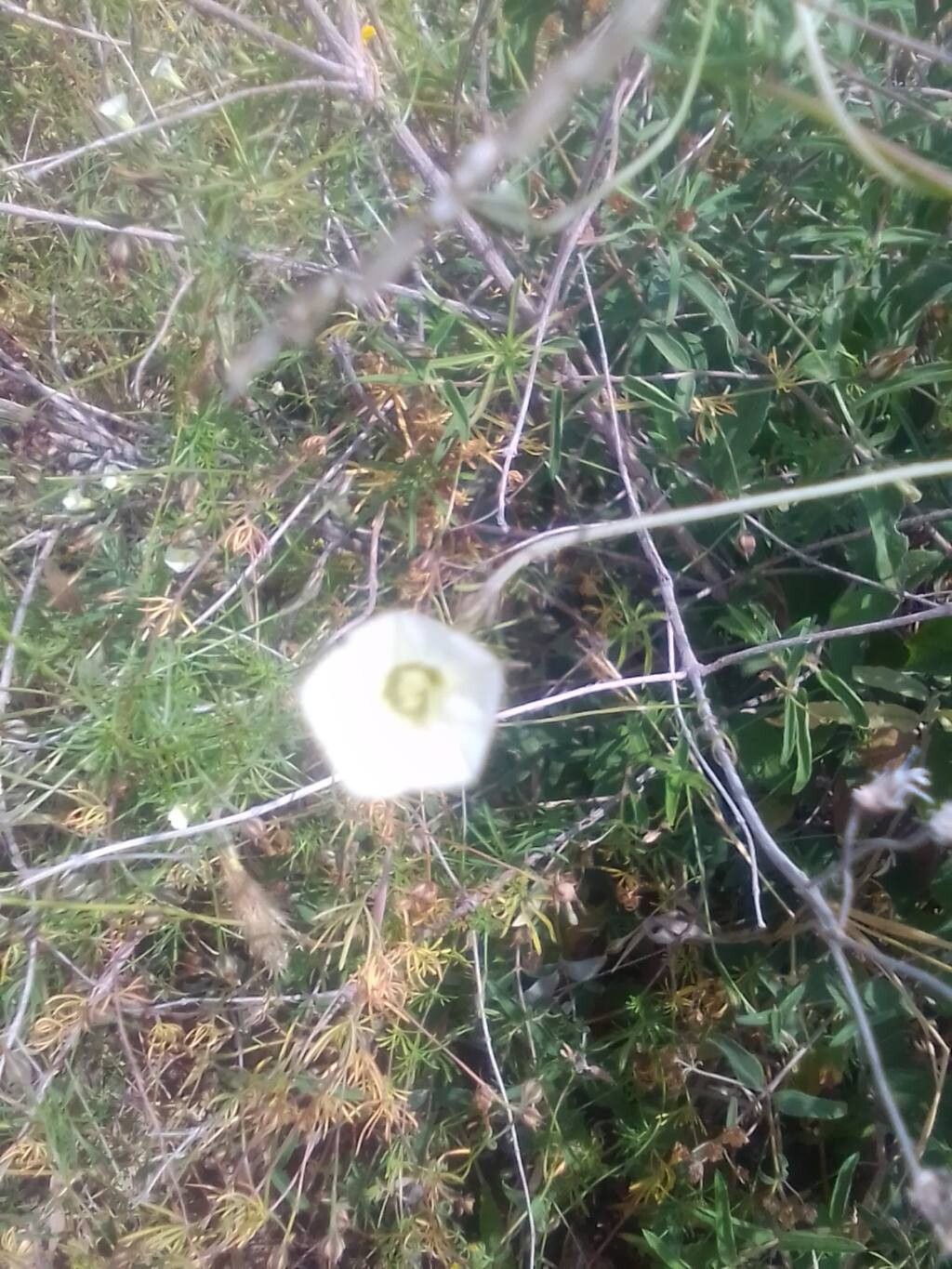 Ipomoea costellata flower
