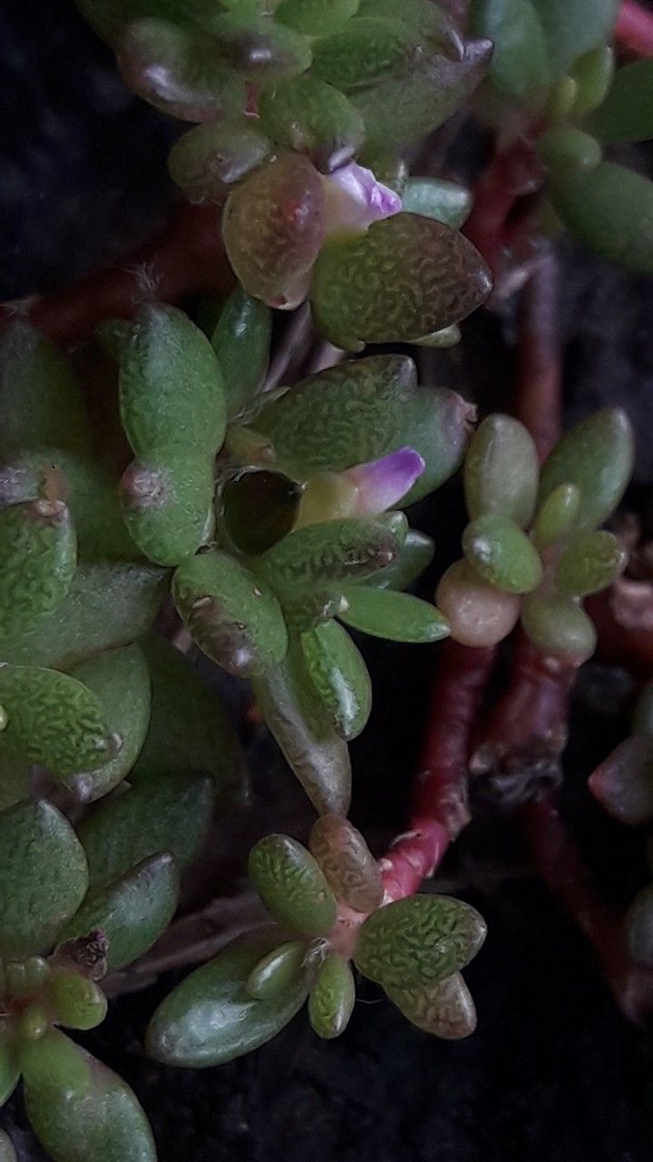 Portulaca sedifolia flower