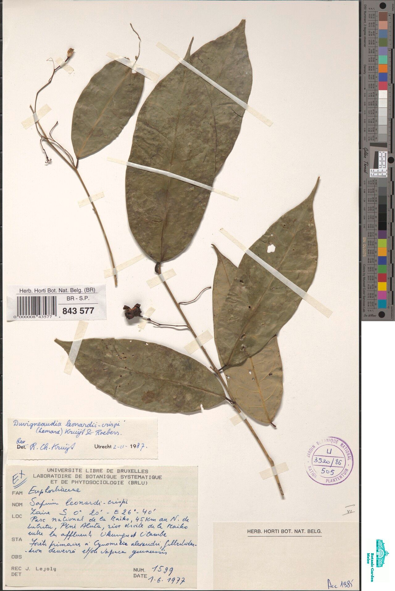 Gymnanthes leonardii-crispi — related species from the same genus