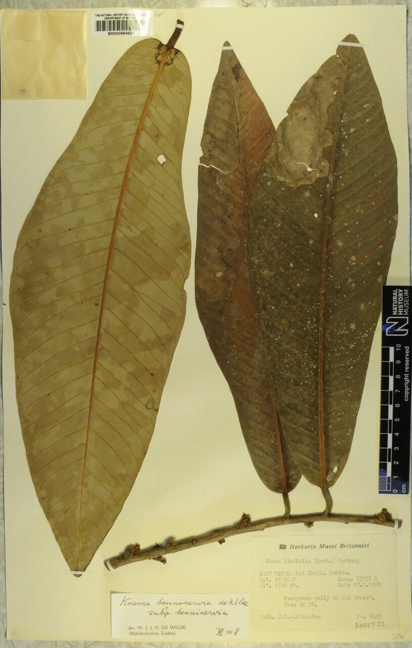 Knema tenuinervia — houseplant care guide