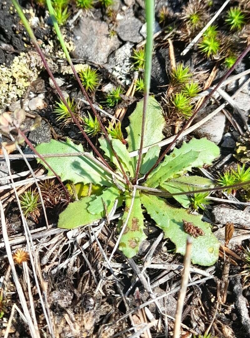 Arnoseris minima — houseplant care guide