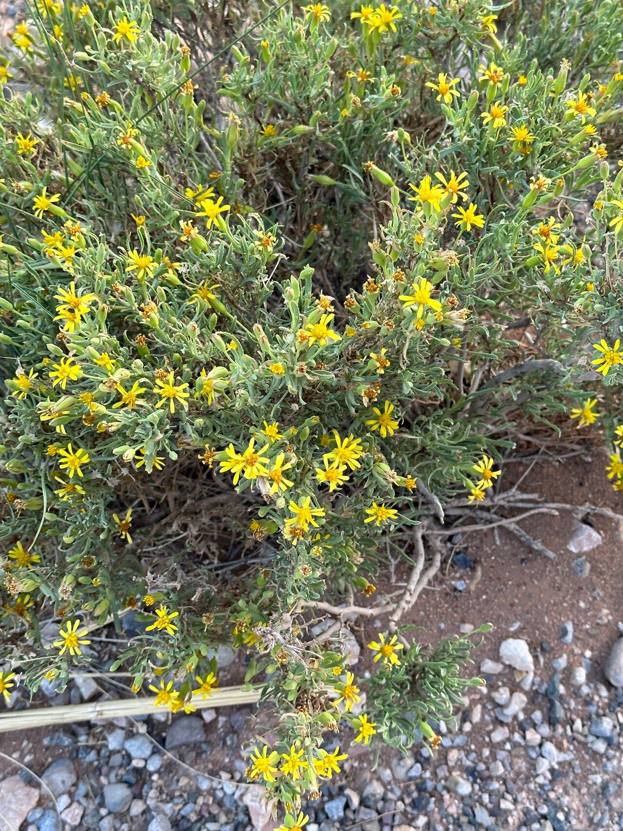 Hertia maroccana habit