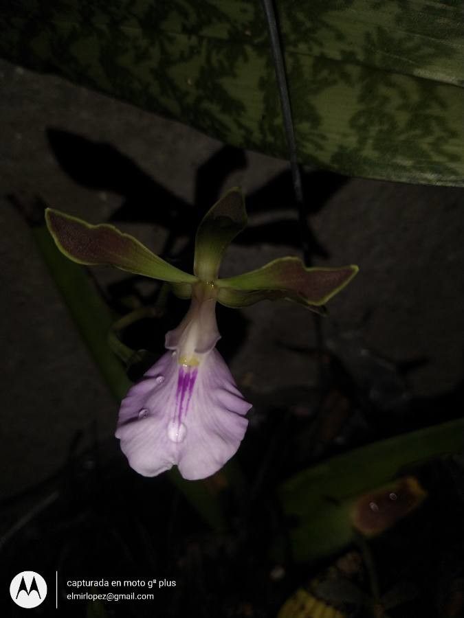 Encyclia cordigera flower