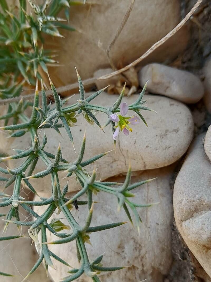 Zygophyllum bruguieri flower