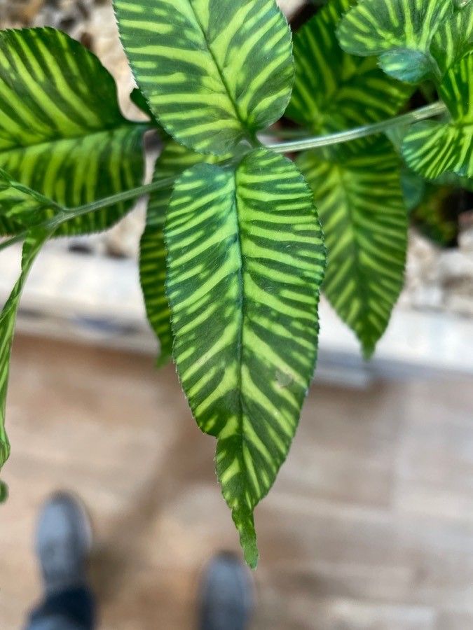 Coniogramme emeiensis — search result for 'Bamboo'