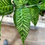 Coniogramme emeiensis