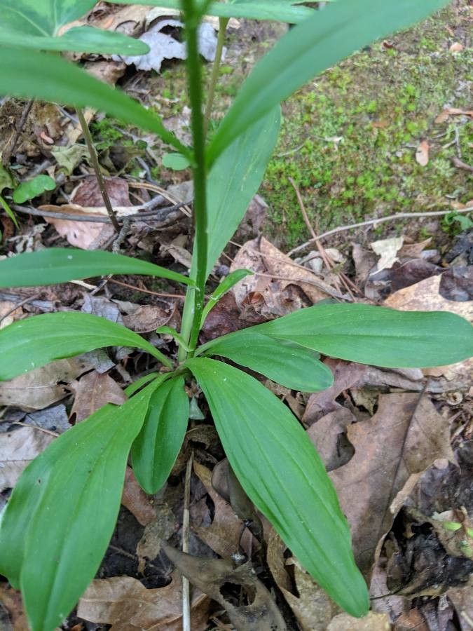 Chamaelirium luteum leaf