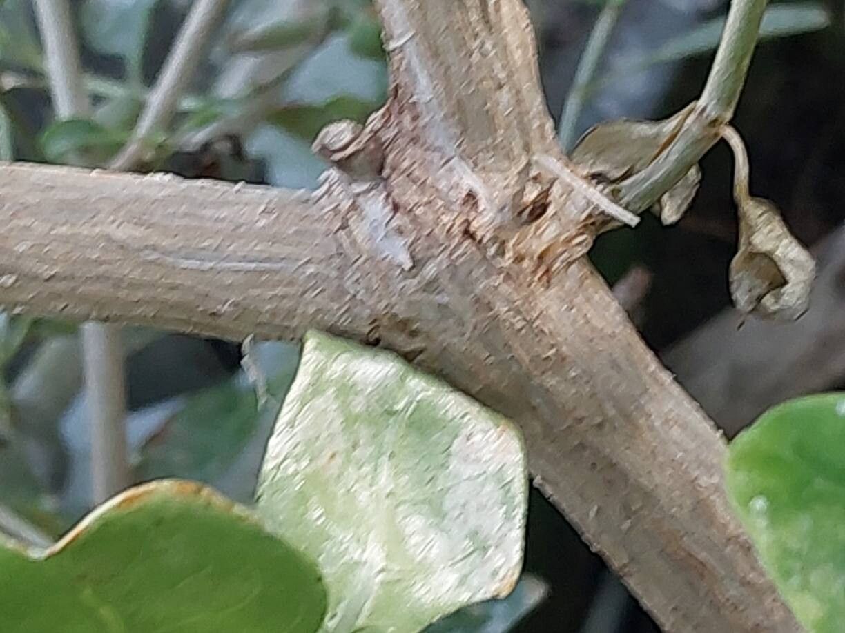 Coprosma baueri bark