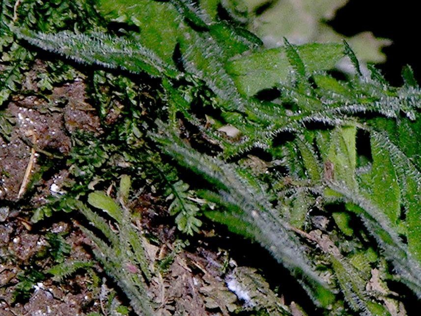 Pecluma hygrometrica habit