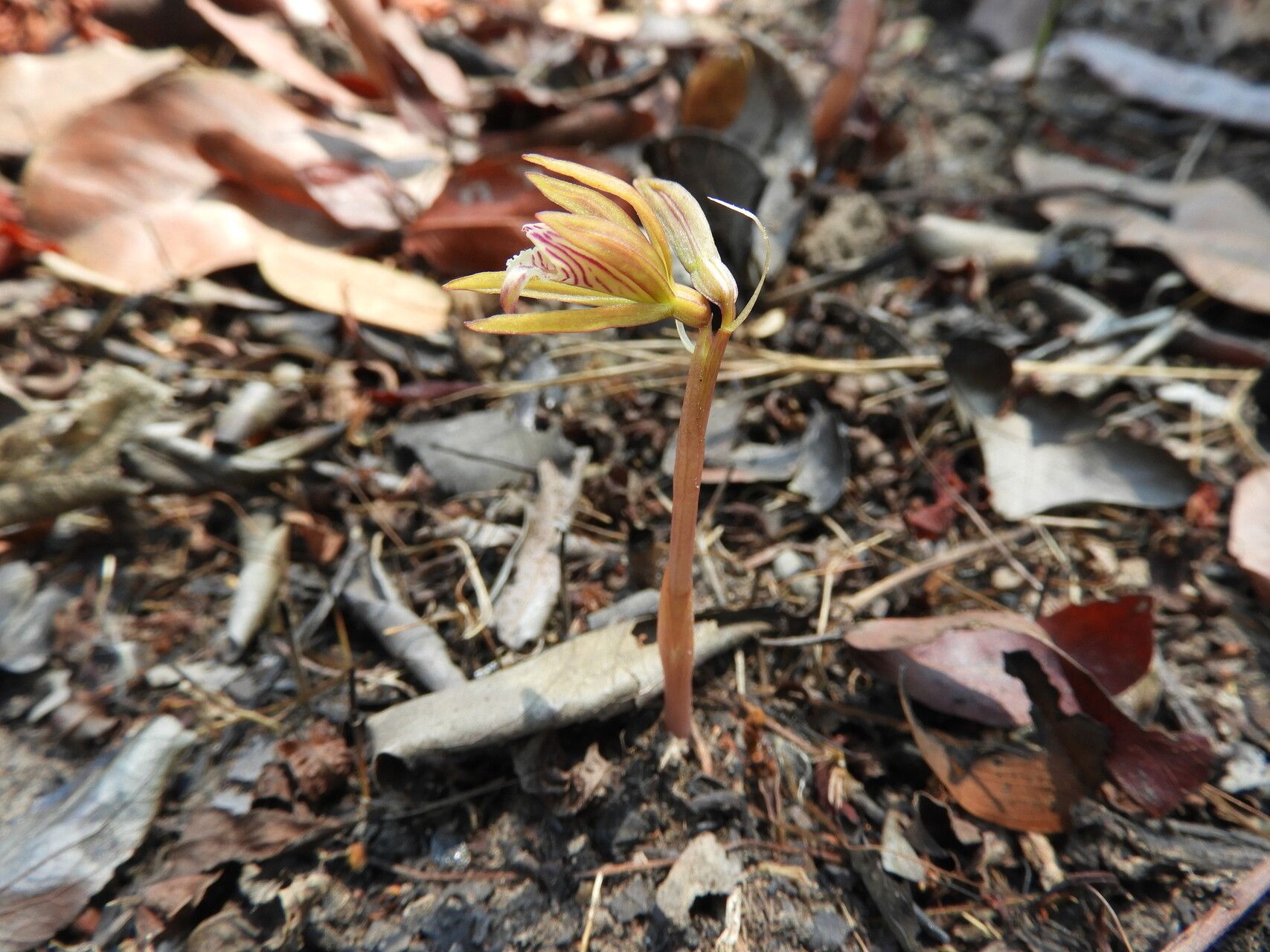 Nervilia kotschyi — houseplant care guide