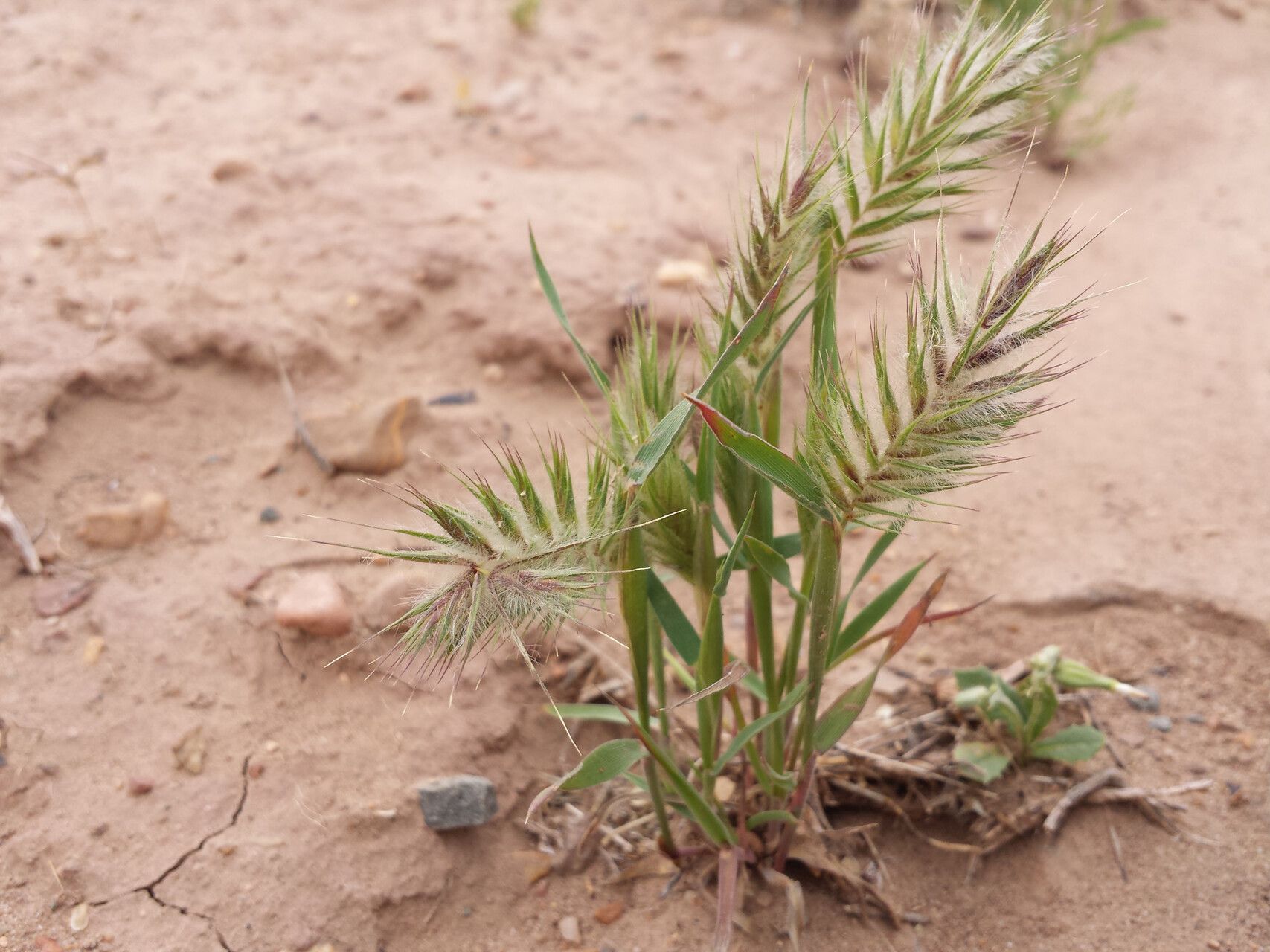 Eremopyrum bonaepartis — related species from the same genus