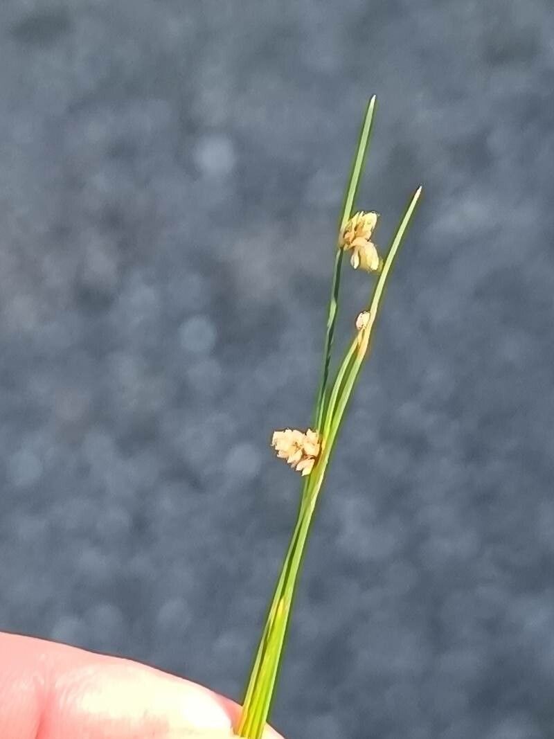 Juncus filiformis flower