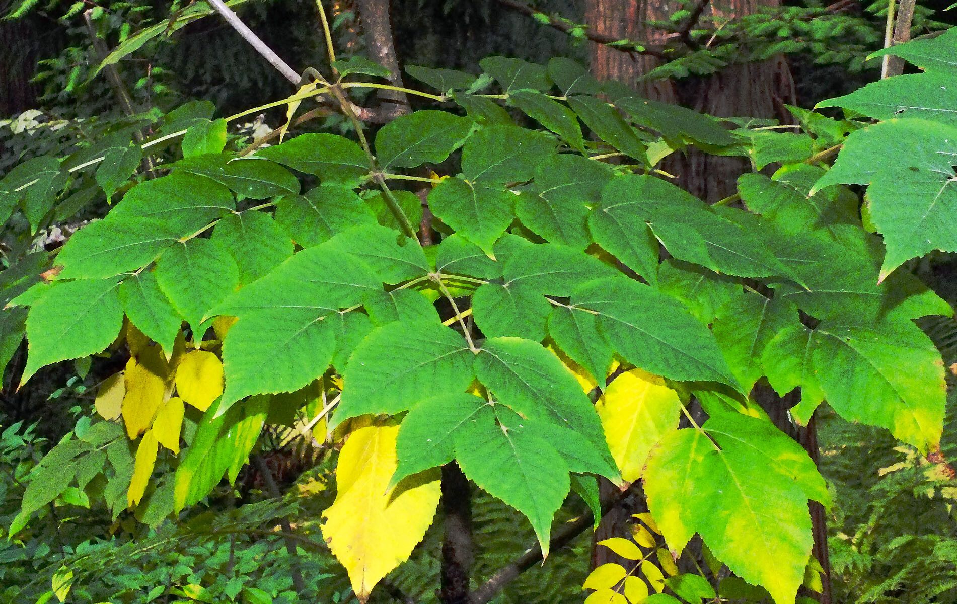 Aralia cordata — search result for 'Araliaceae'