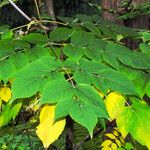 Aralia cordata