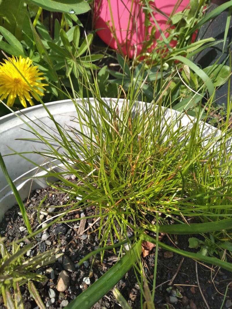 Isolepis cernua leaf