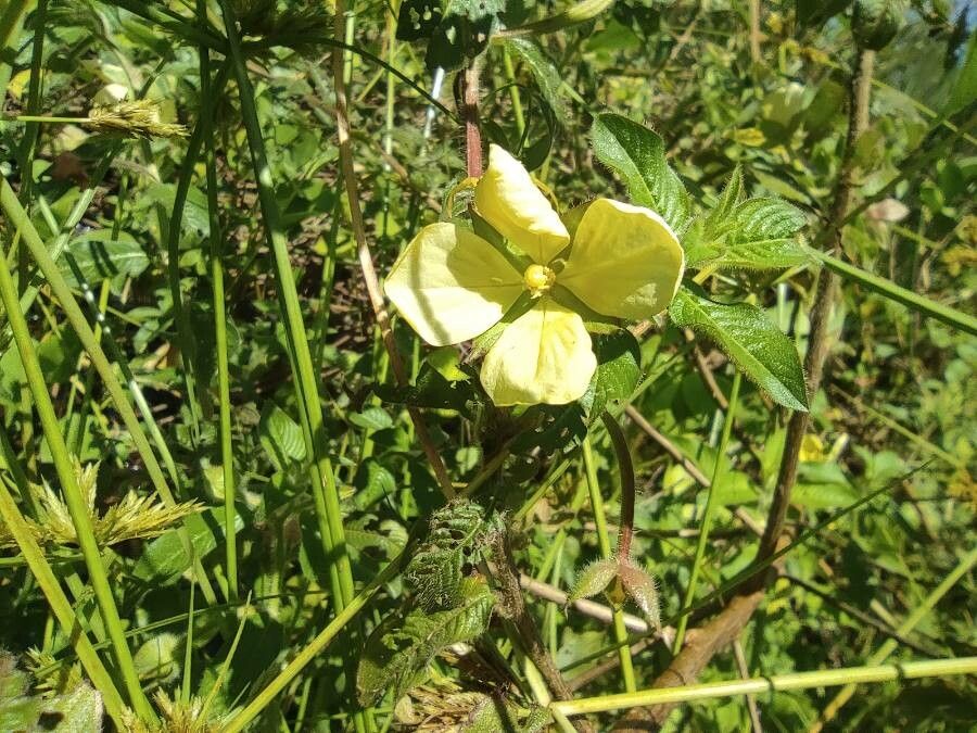 Ludwigia jussiaeoides flower