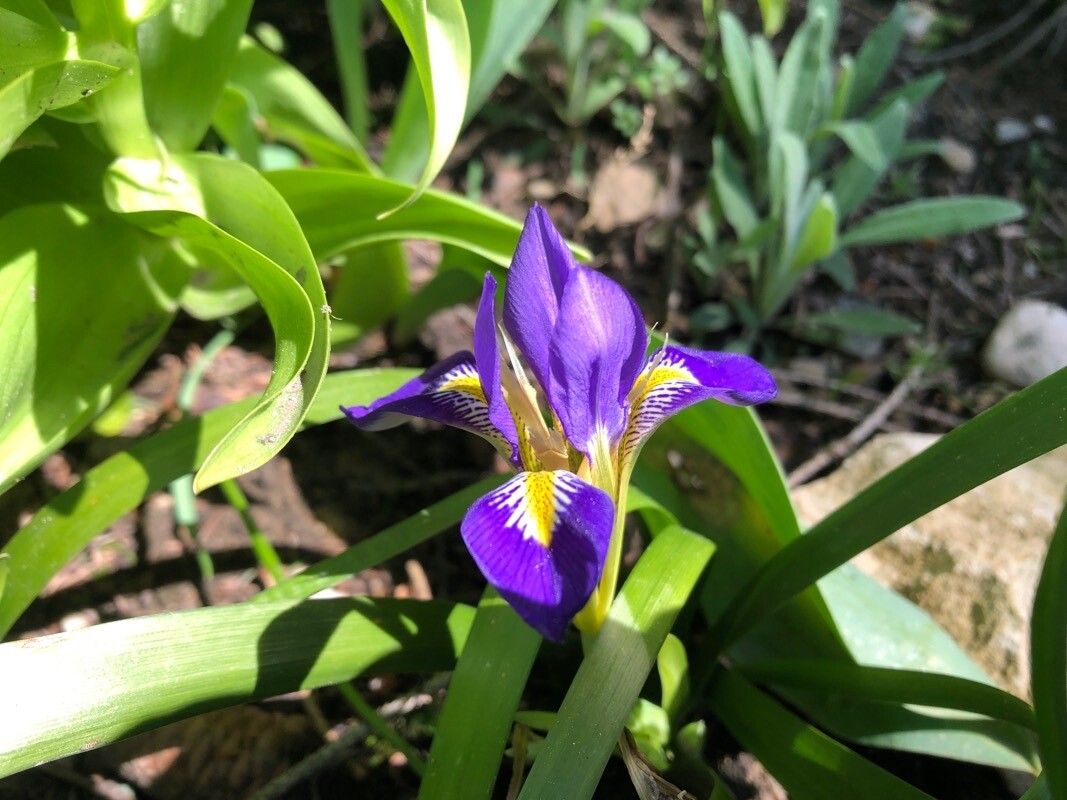 Iris lazica — houseplant care guide