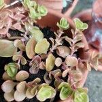 Sedum tetractinum