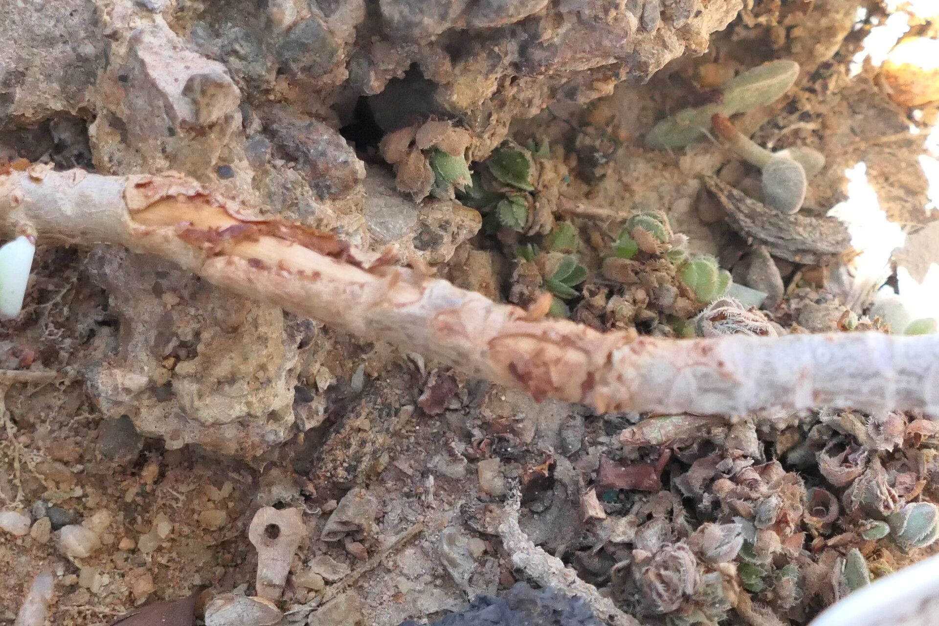 Crassula sericea bark