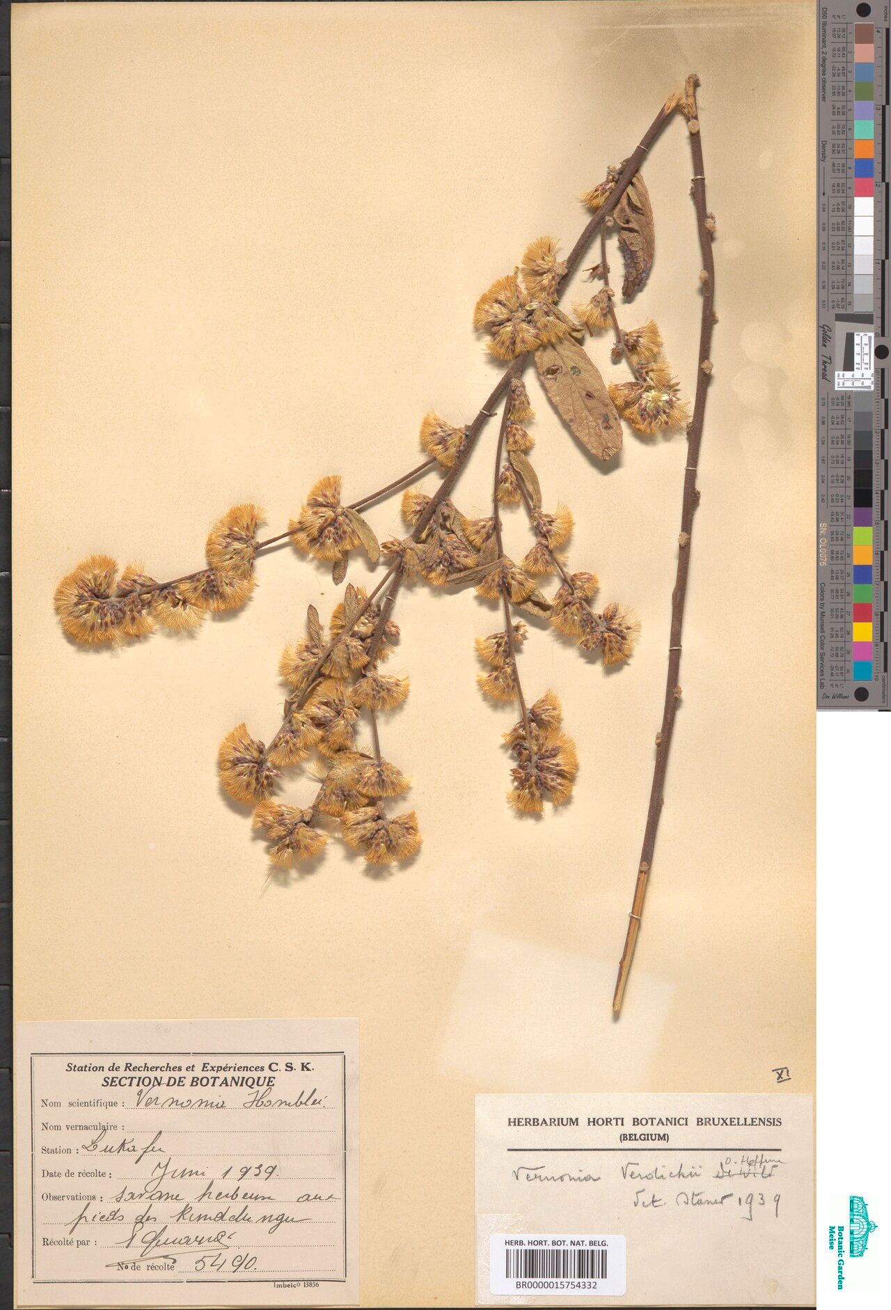 Vernonia verdickii — houseplant care guide