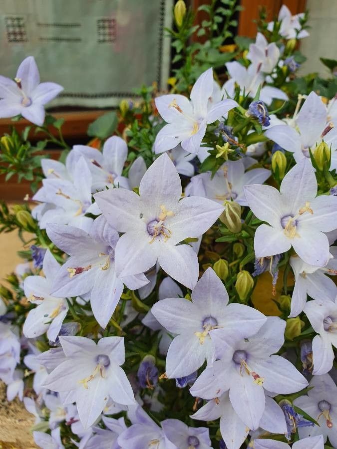Campanula fragilis flower