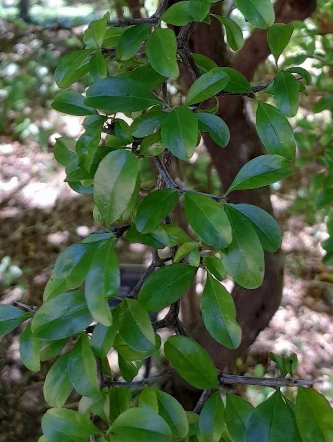 Celtis pallida — search result for 'Celtis'