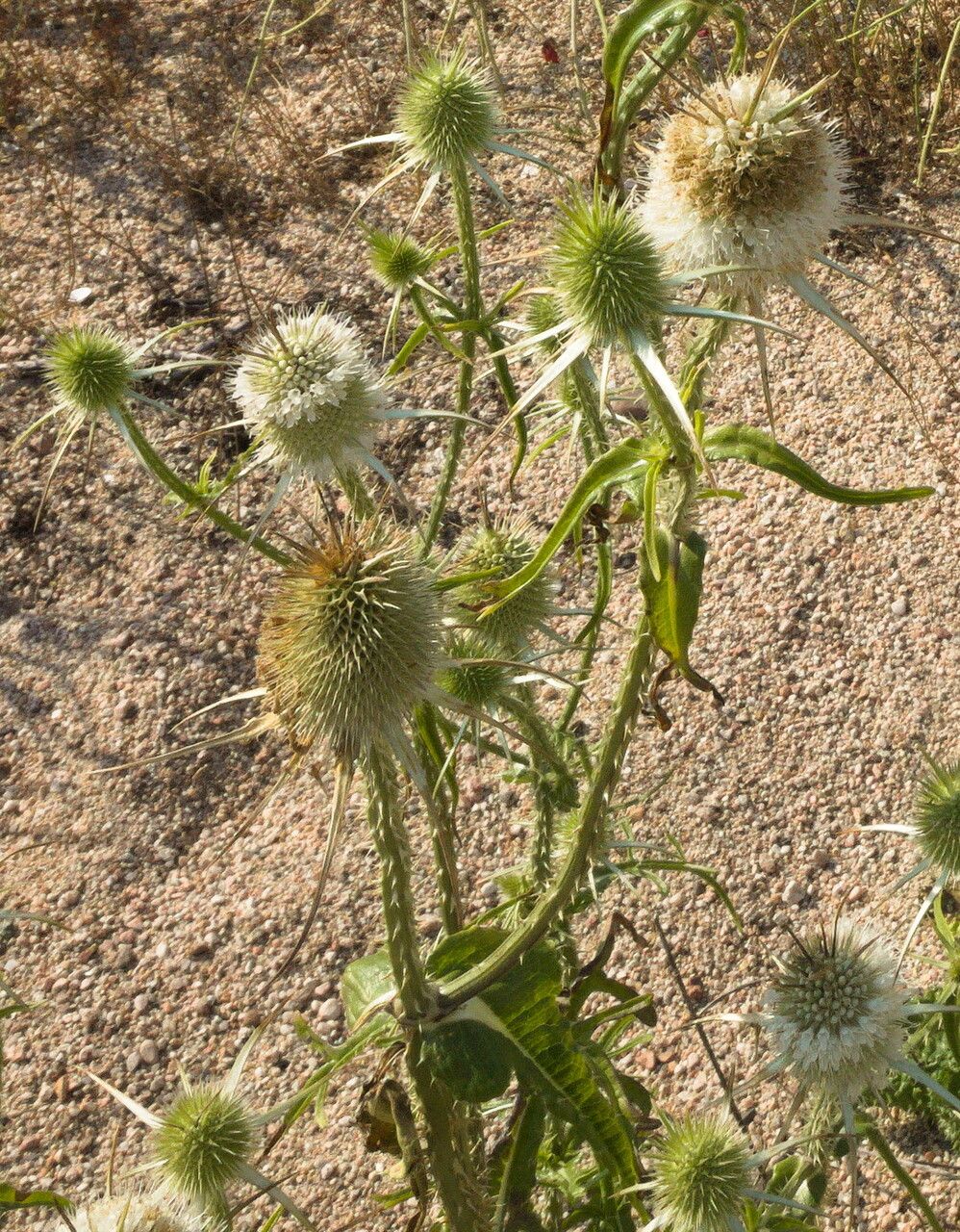 Dipsacus laciniatus flower