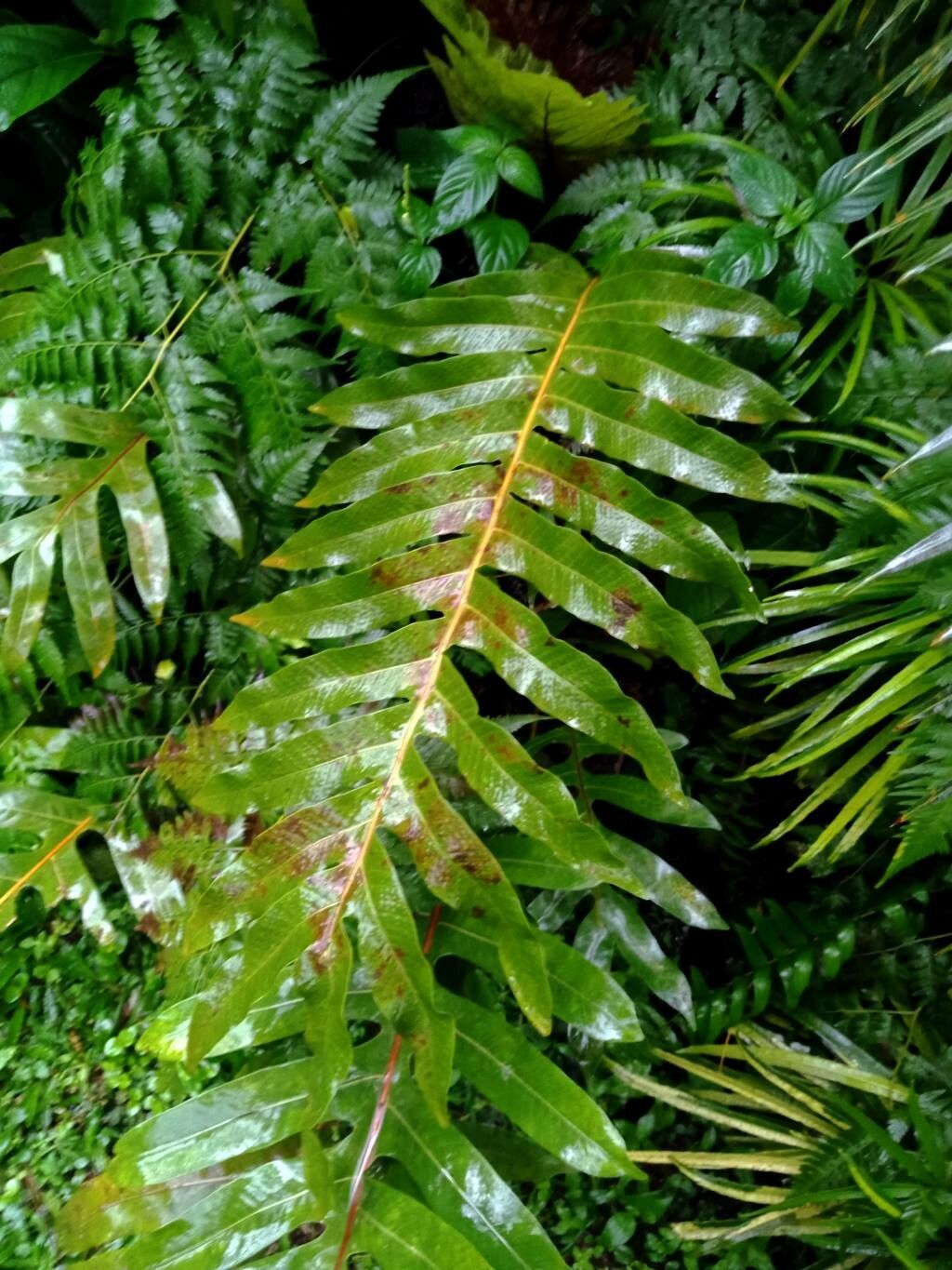 Drynaria roosii leaf