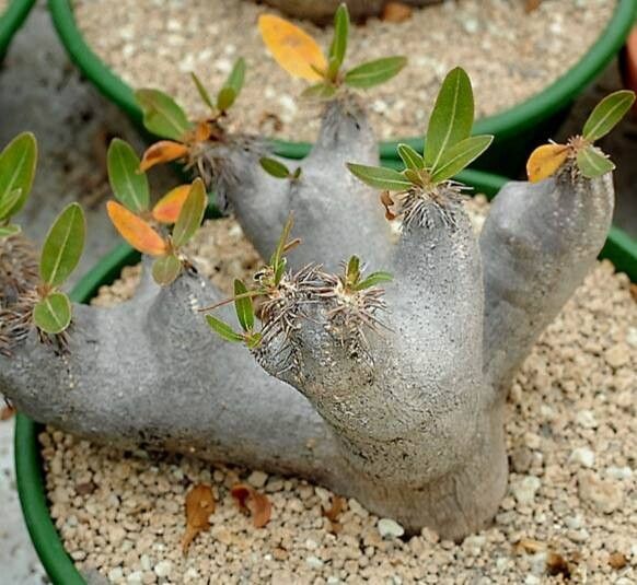 Pachypodium eburneum habit