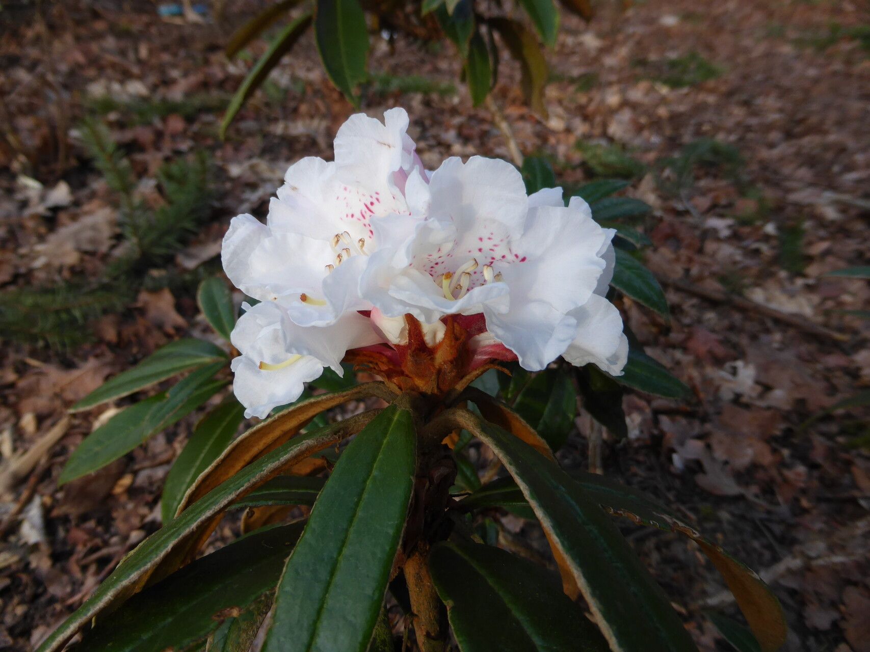 Rhododendron lanatoides flower