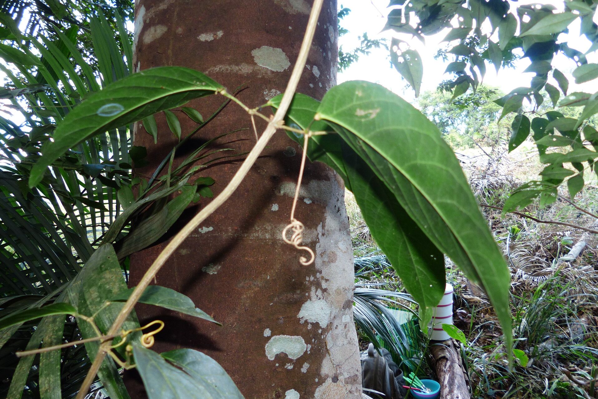 Paullinia austin-smithii leaf