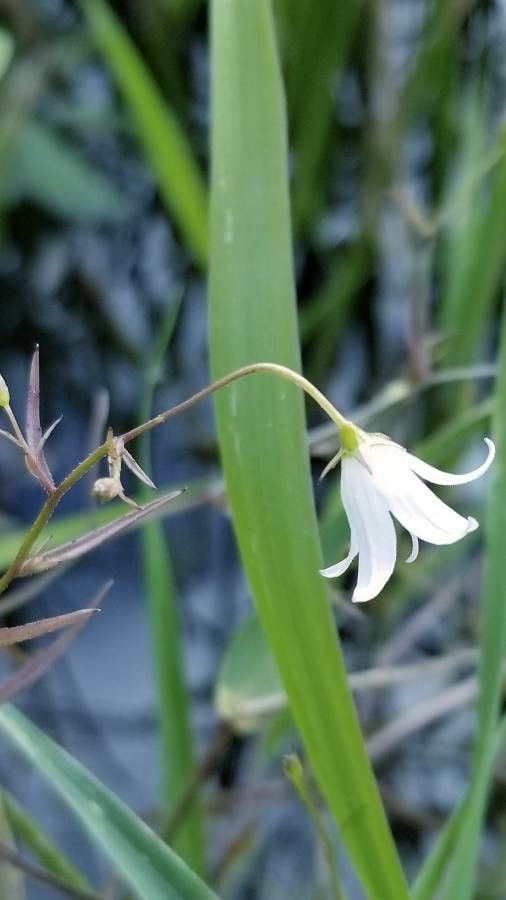 Campanula aparinoides — houseplant care guide