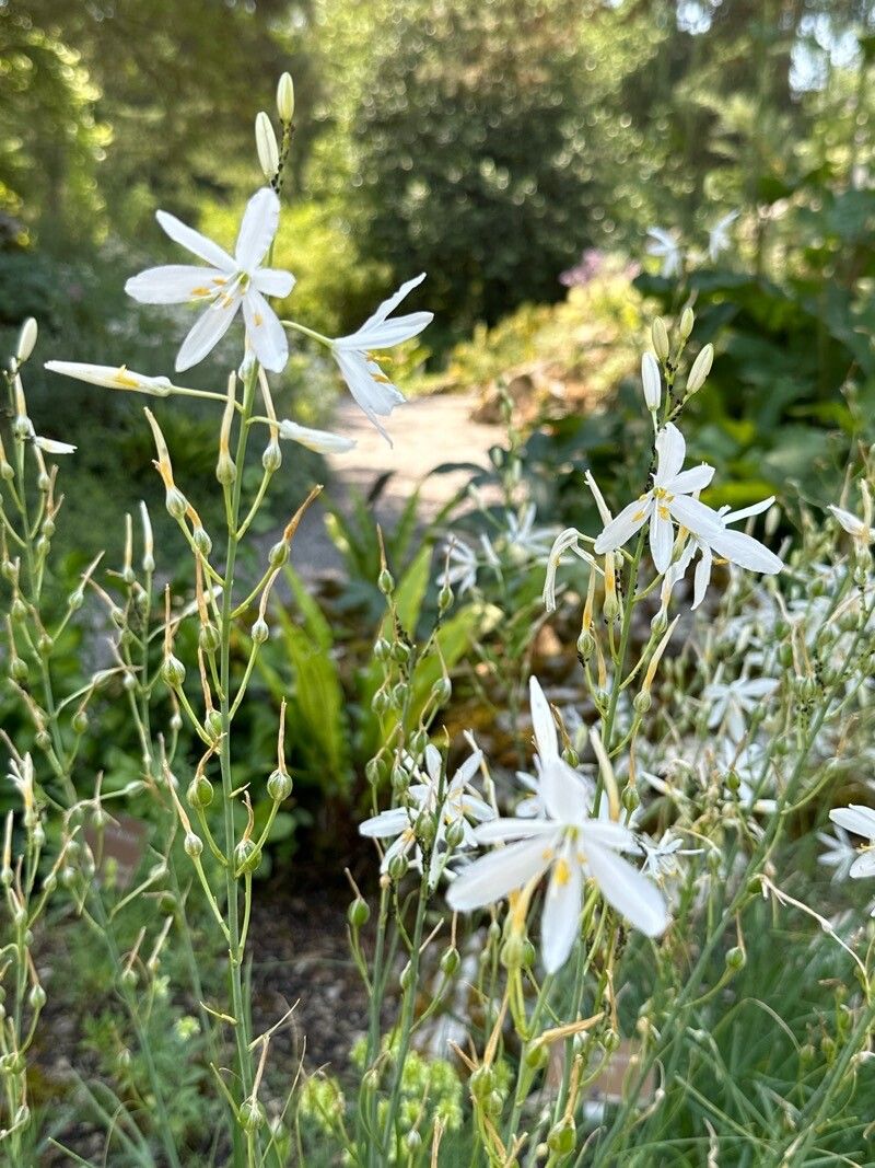 Anthericum baeticum flower
