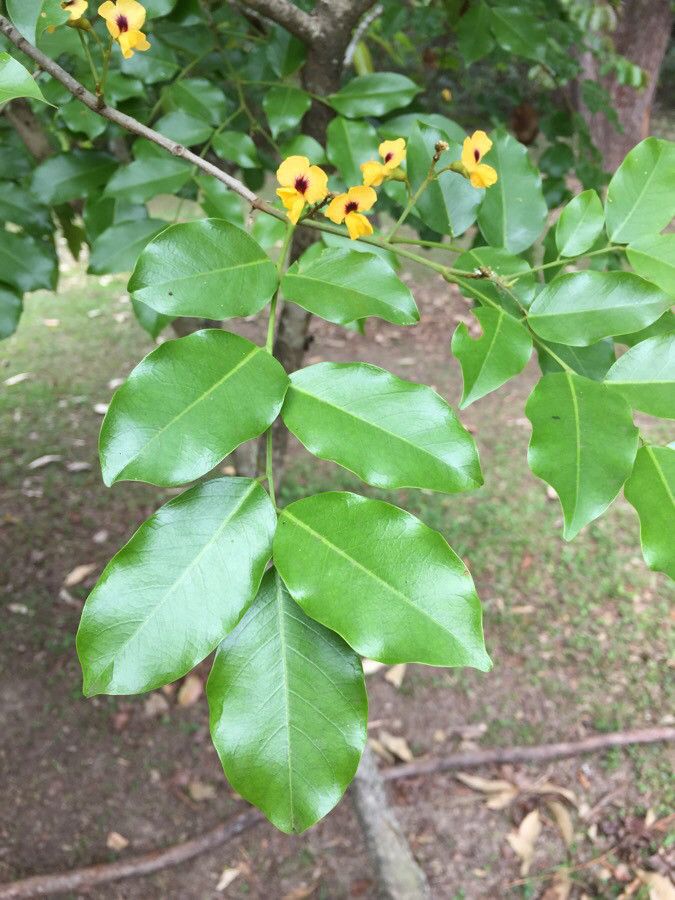 Pterocarpus violaceus leaf